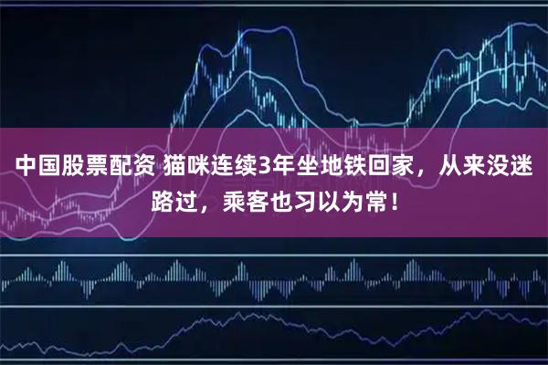 中国股票配资 猫咪连续3年坐地铁回家，从来没迷路过，乘客也习以为常！